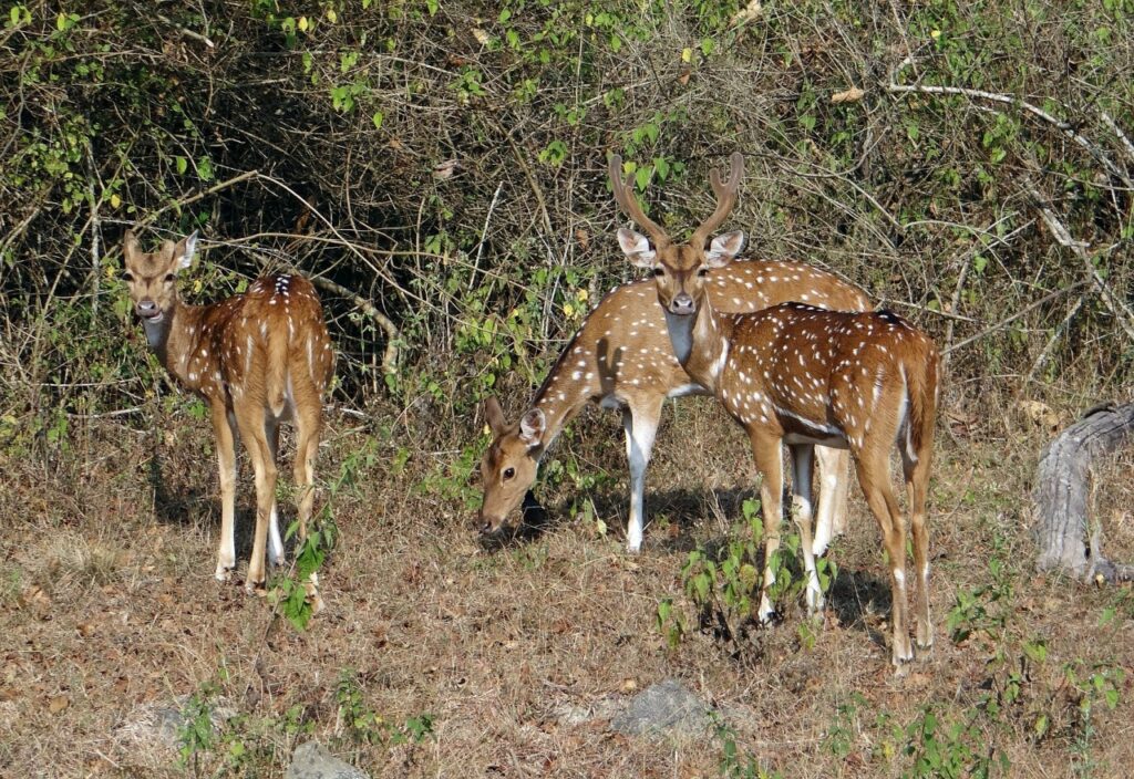 karnataka 4